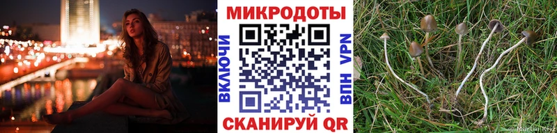 omg   Каменск-Уральский  Псилоцибиновые грибы Psilocybine cubensis 